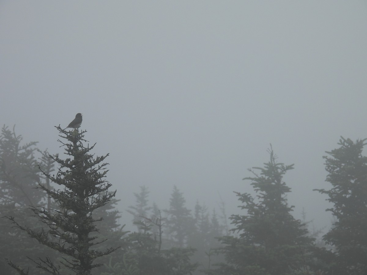 Dark-eyed Junco - ML622618142