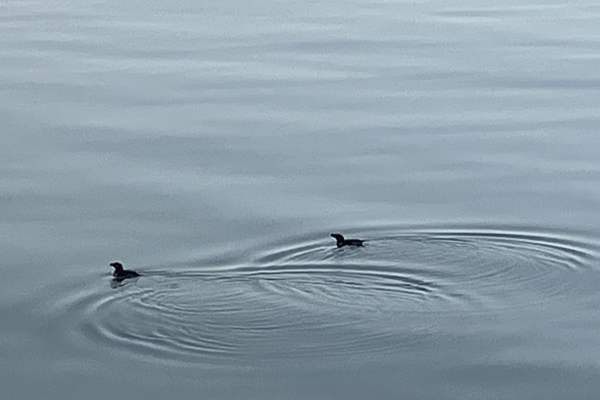 Razorbill - ML622618171