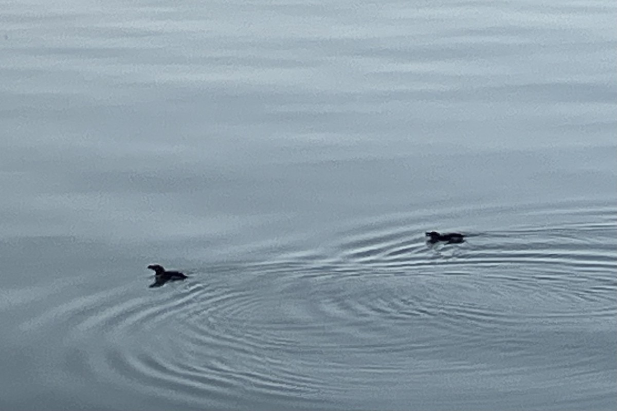 Razorbill - ML622618172