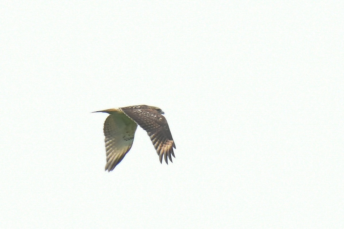 Red-shouldered Hawk - ML622618258