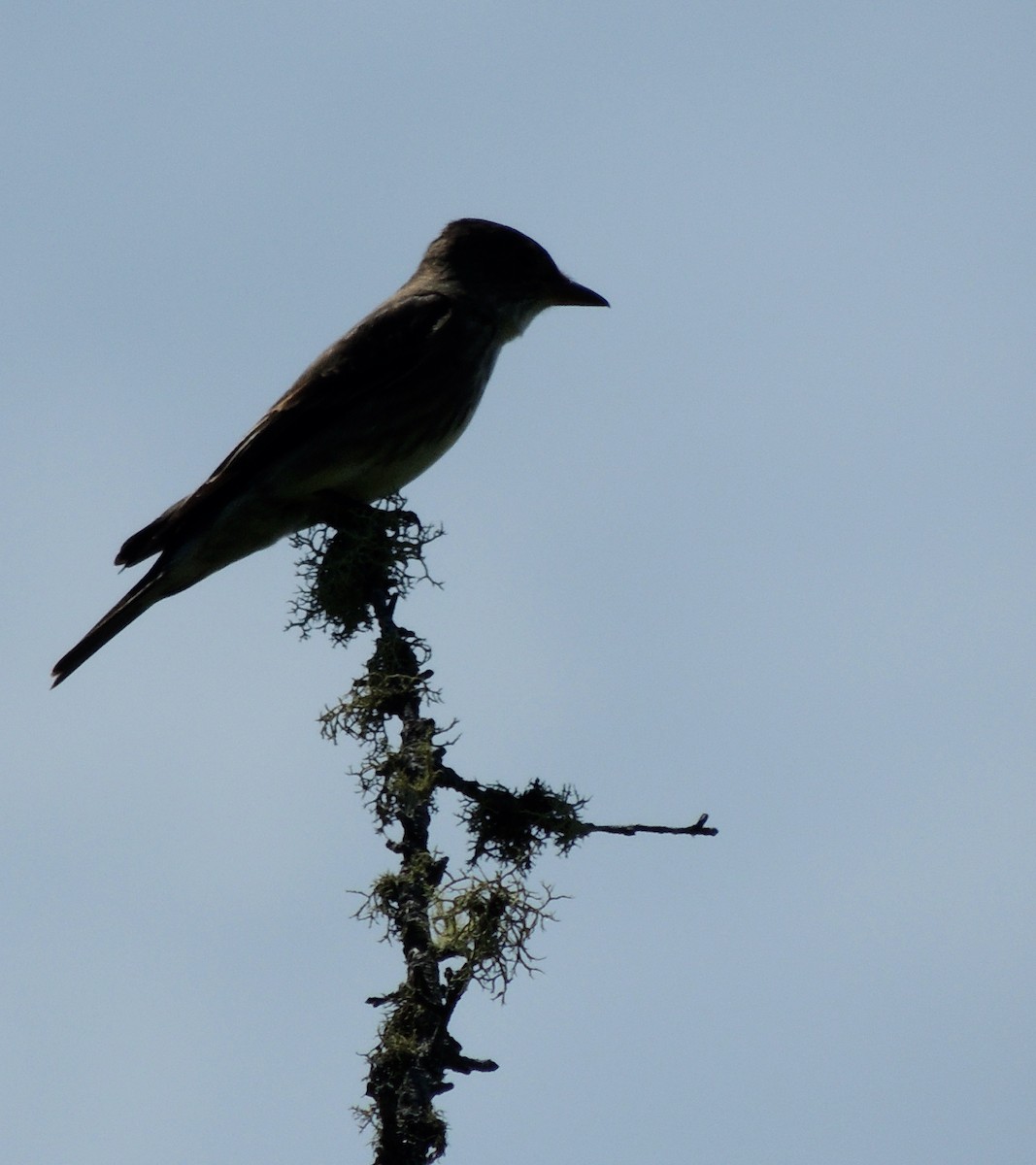 Olive-sided Flycatcher - ML622618264