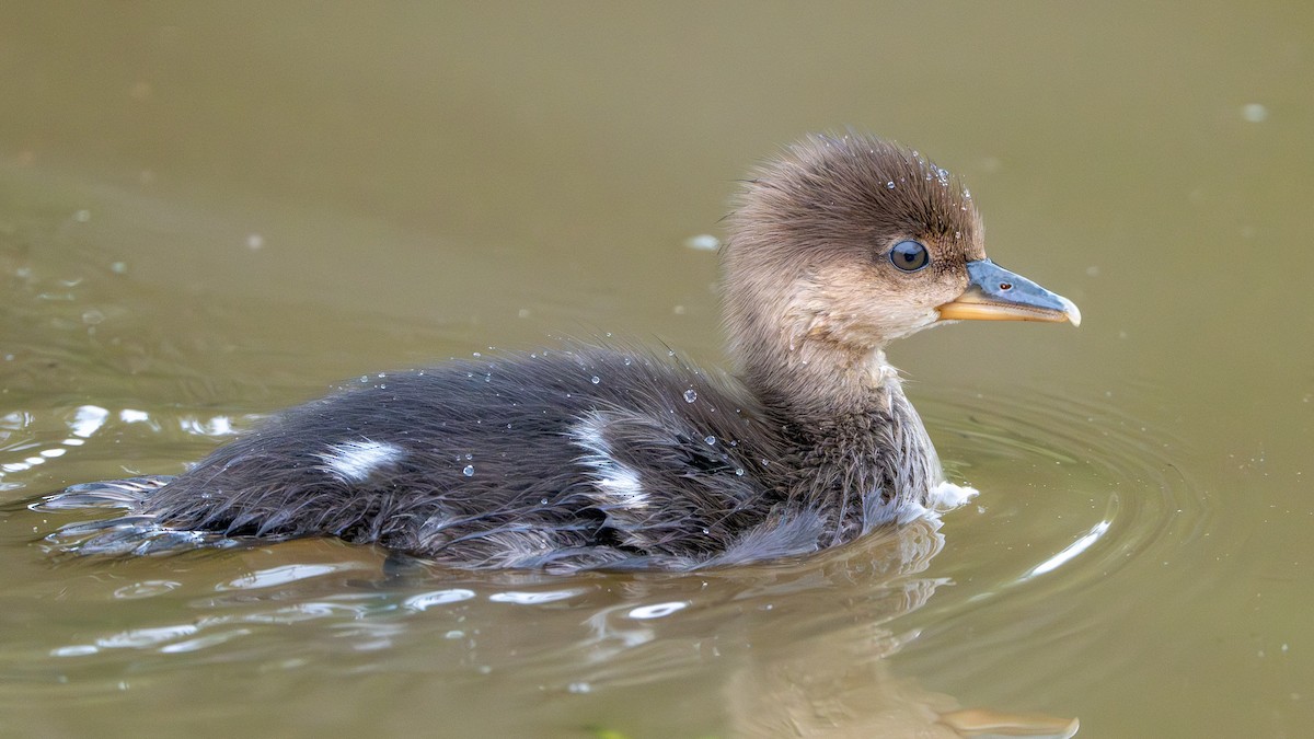 Hooded Merganser - Matthew Herron