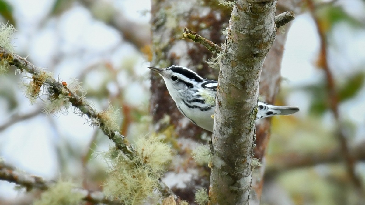 Black-and-white Warbler - ML622618293