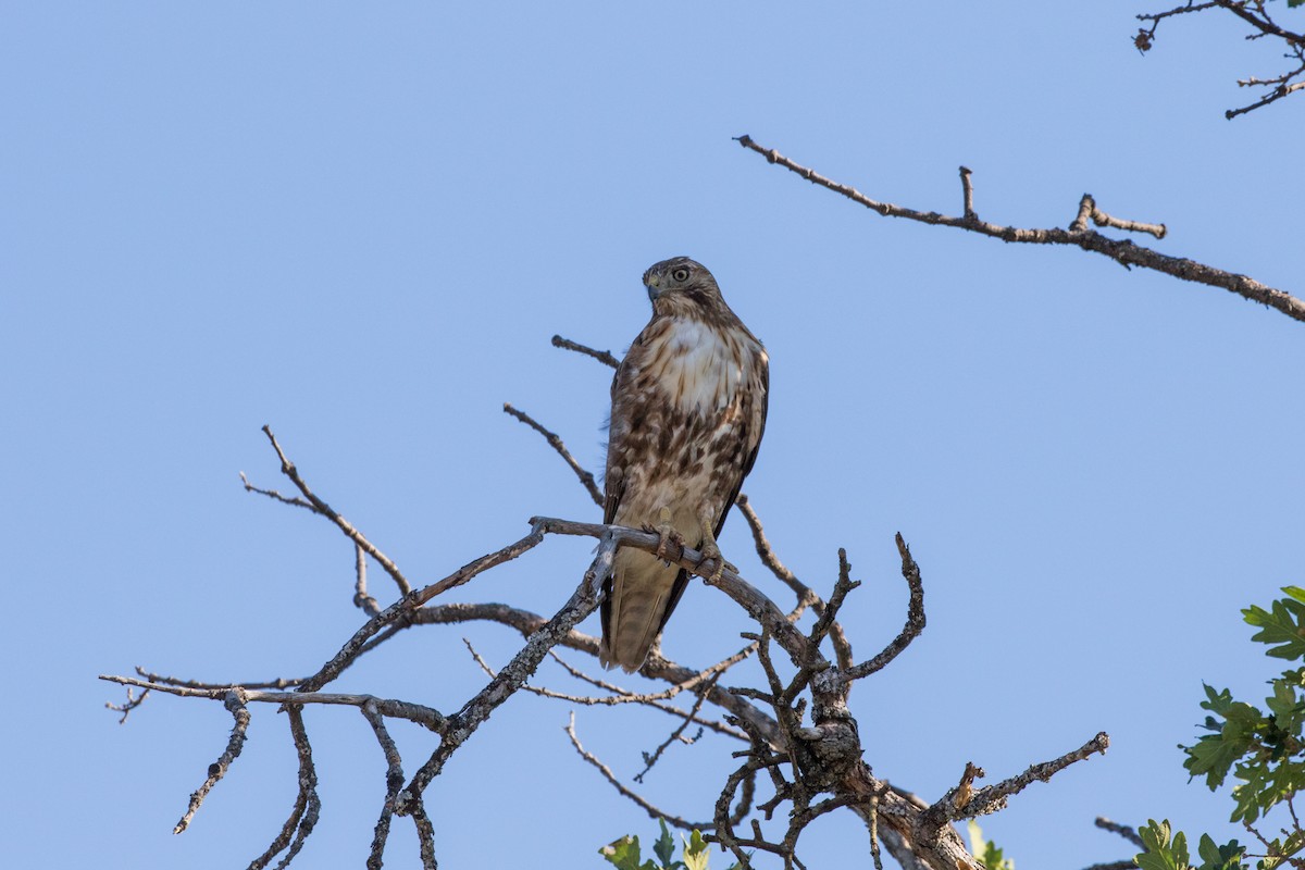 Red-tailed Hawk - ML622618294