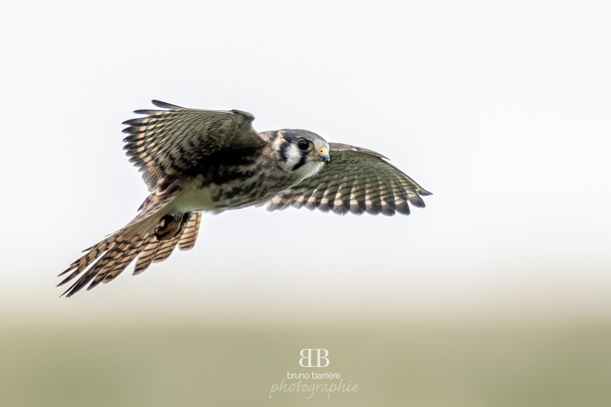 poštolka pestrá - ML622618350