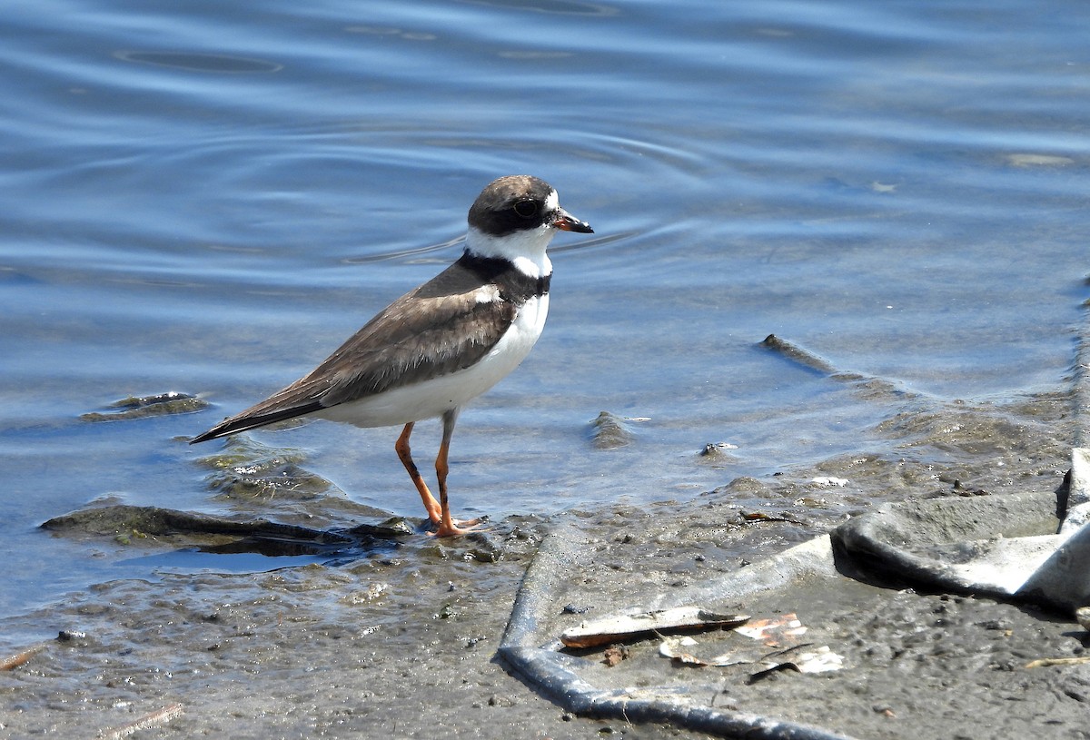 Semipalmated Plover - ML622618382