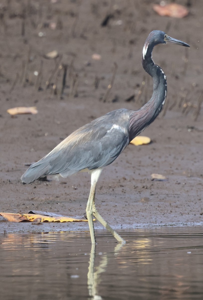 Tricolored Heron - ML622618430