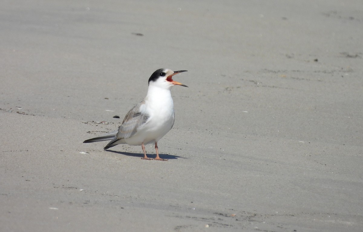 Common Tern - ML622618440