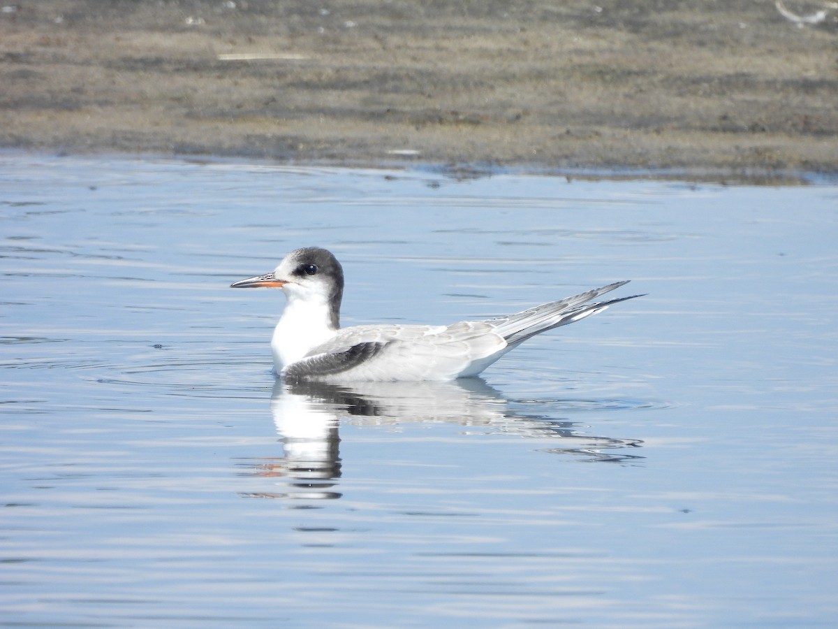 Common Tern - ML622618441