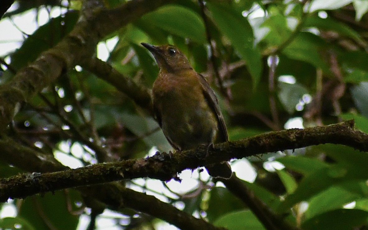 Pale-eyed Thrush - ML622618489