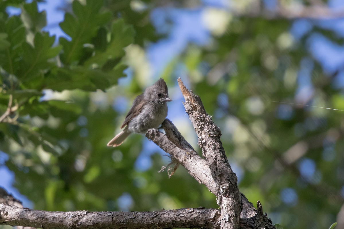 Oak Titmouse - ML622618513