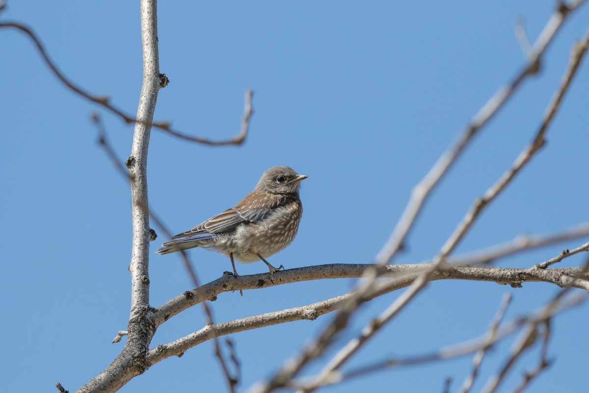 Western Bluebird - ML622618517