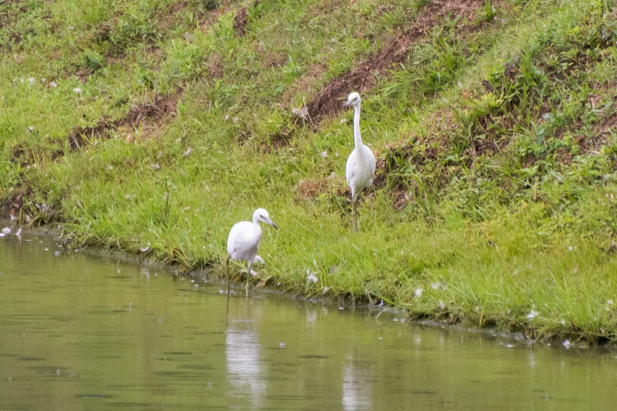 Little Blue Heron - ML622618534