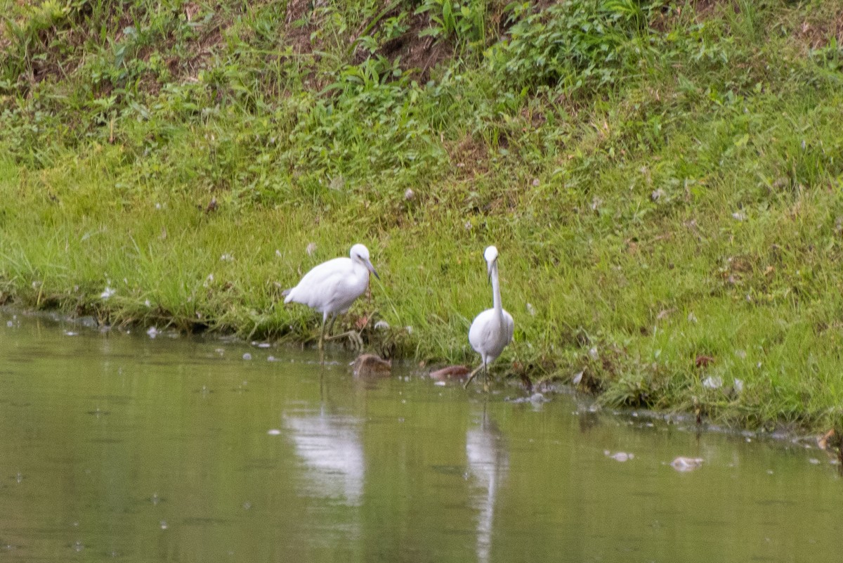 Little Blue Heron - ML622618535