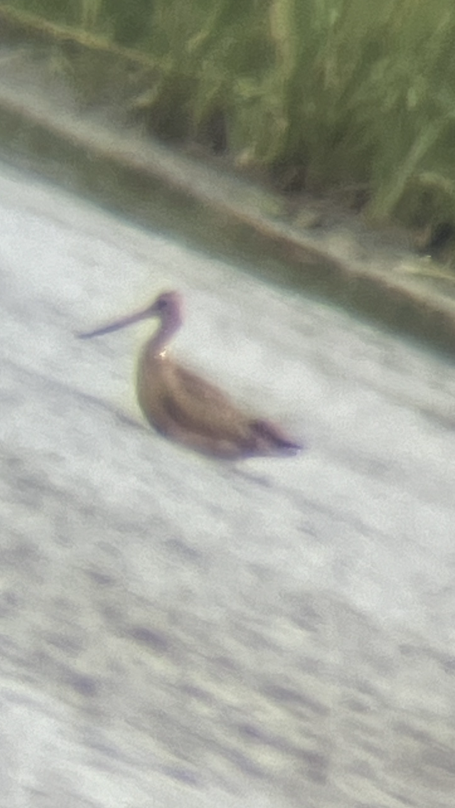 Marbled Godwit - ML622618542