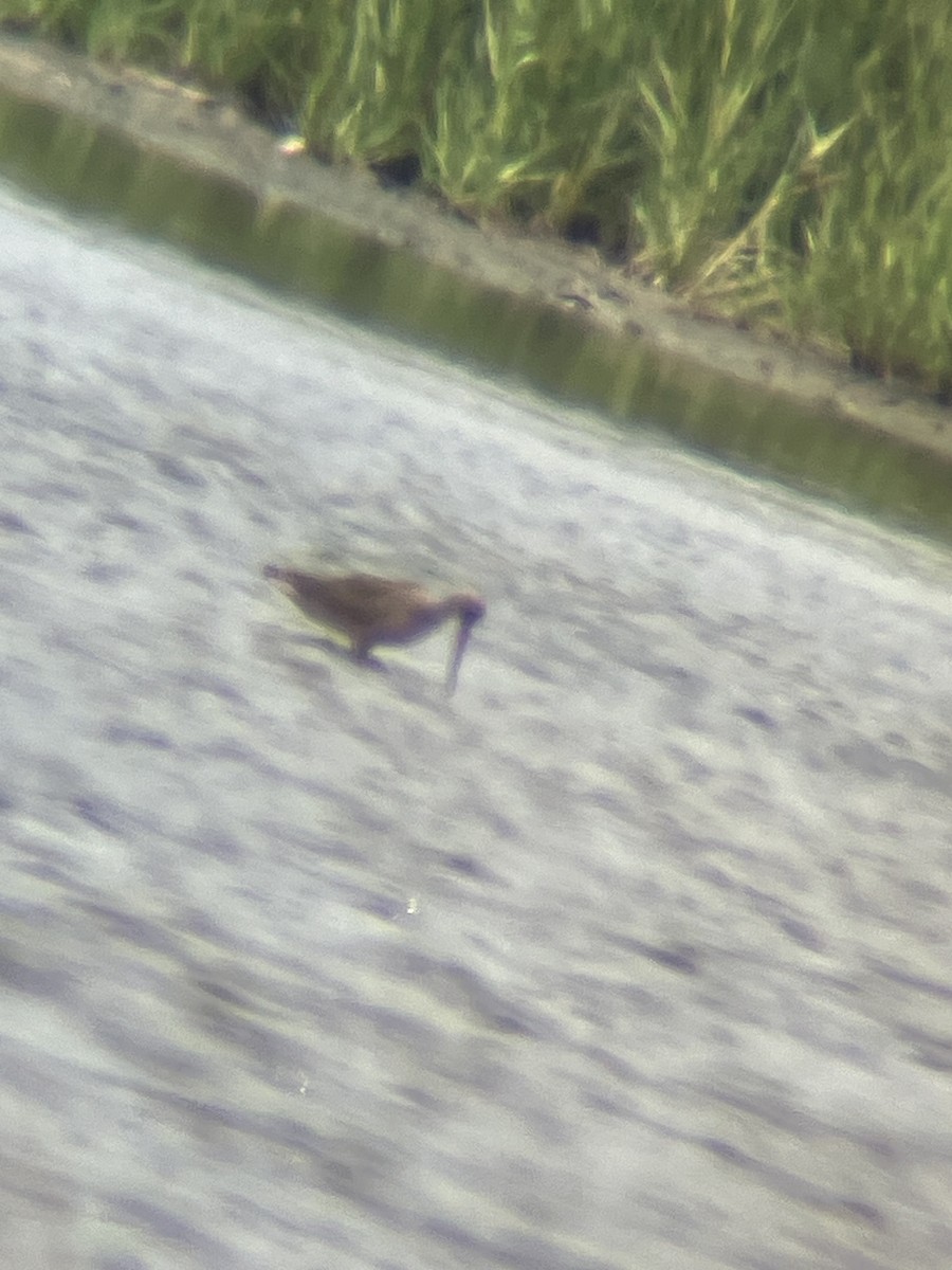 Marbled Godwit - ML622618543