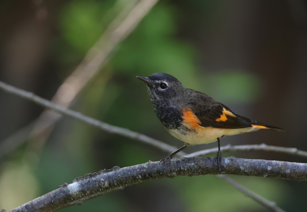 new world warbler sp. - ML622618544