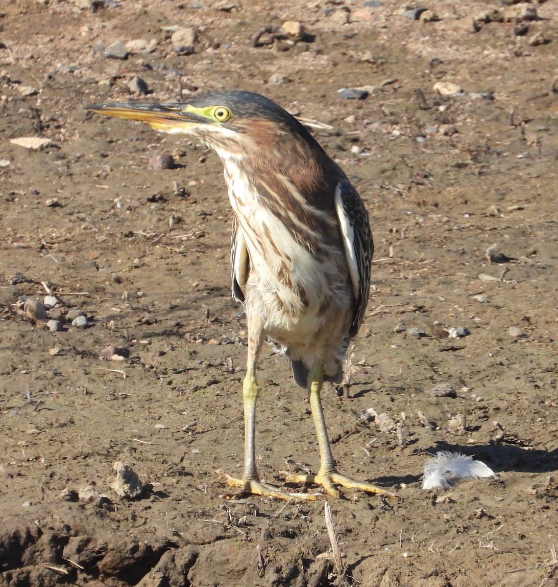 Green Heron - ML622618547