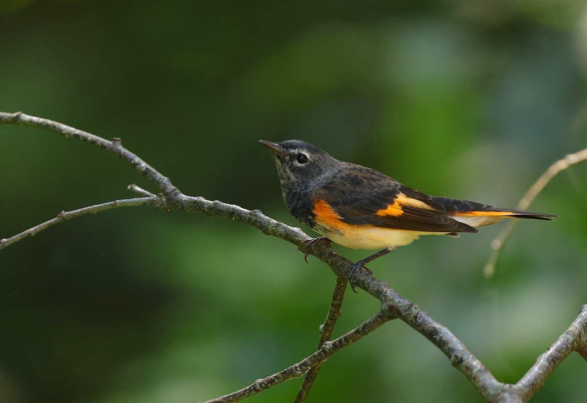 new world warbler sp. - ML622618557