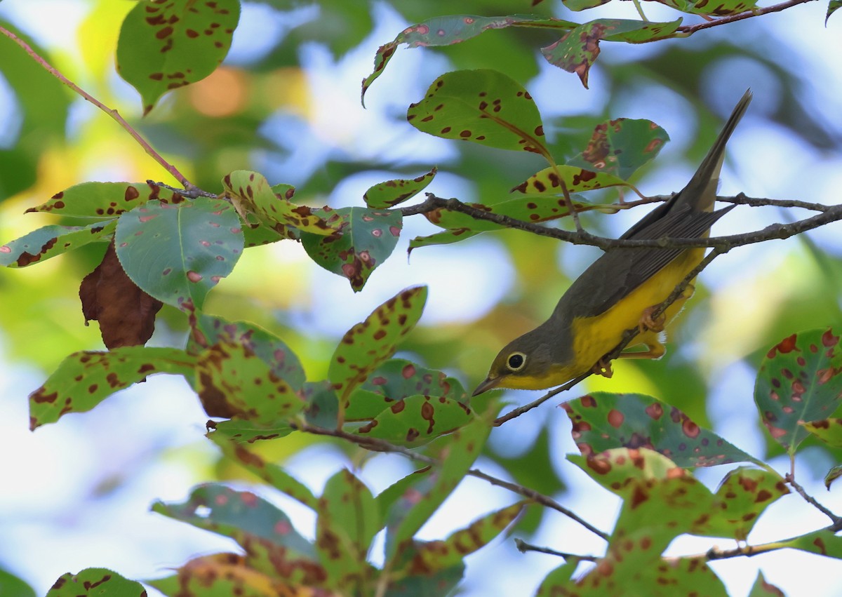 Canada Warbler - ML622618571