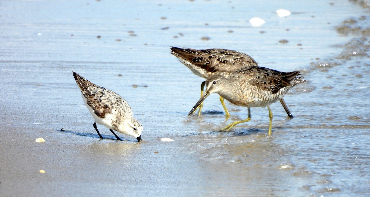 Short-billed Dowitcher - ML622618589