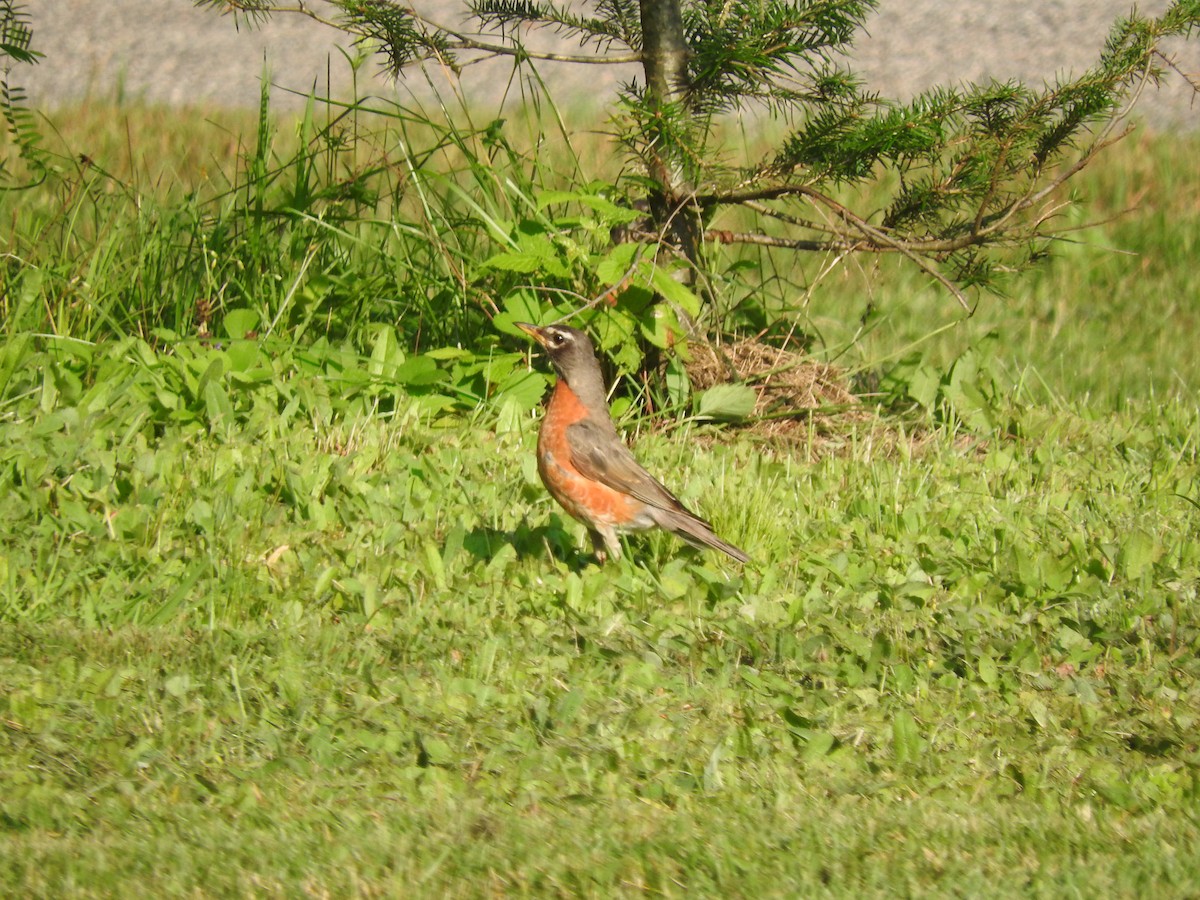 Дрізд мандрівний - ML622618609