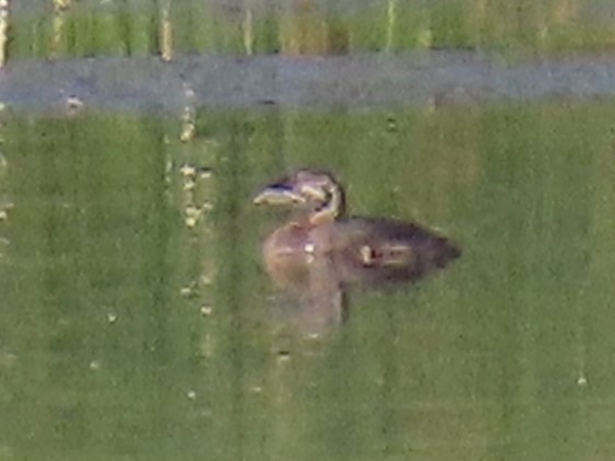 Pied-billed Grebe - ML622618620