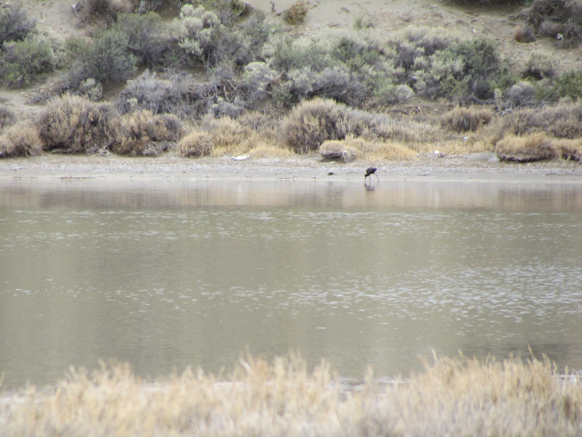 White-faced Ibis - ML622618627