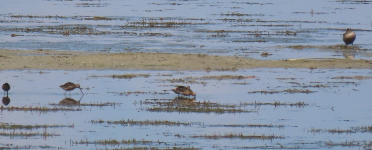 Long-billed Dowitcher - ML622618632