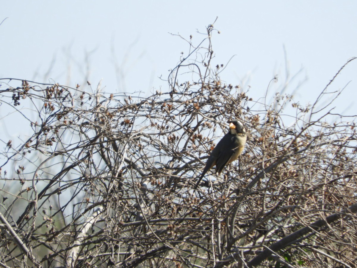 Golden-billed Saltator - ML622618664