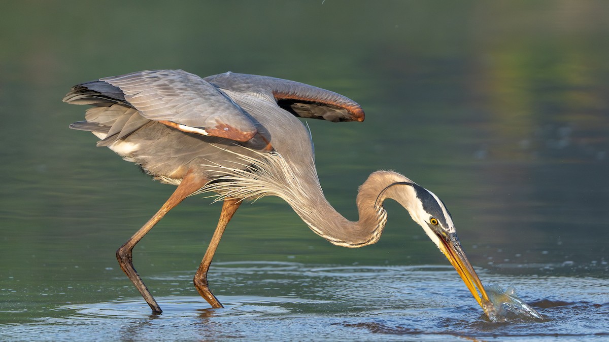 Great Blue Heron - Matthew Herron