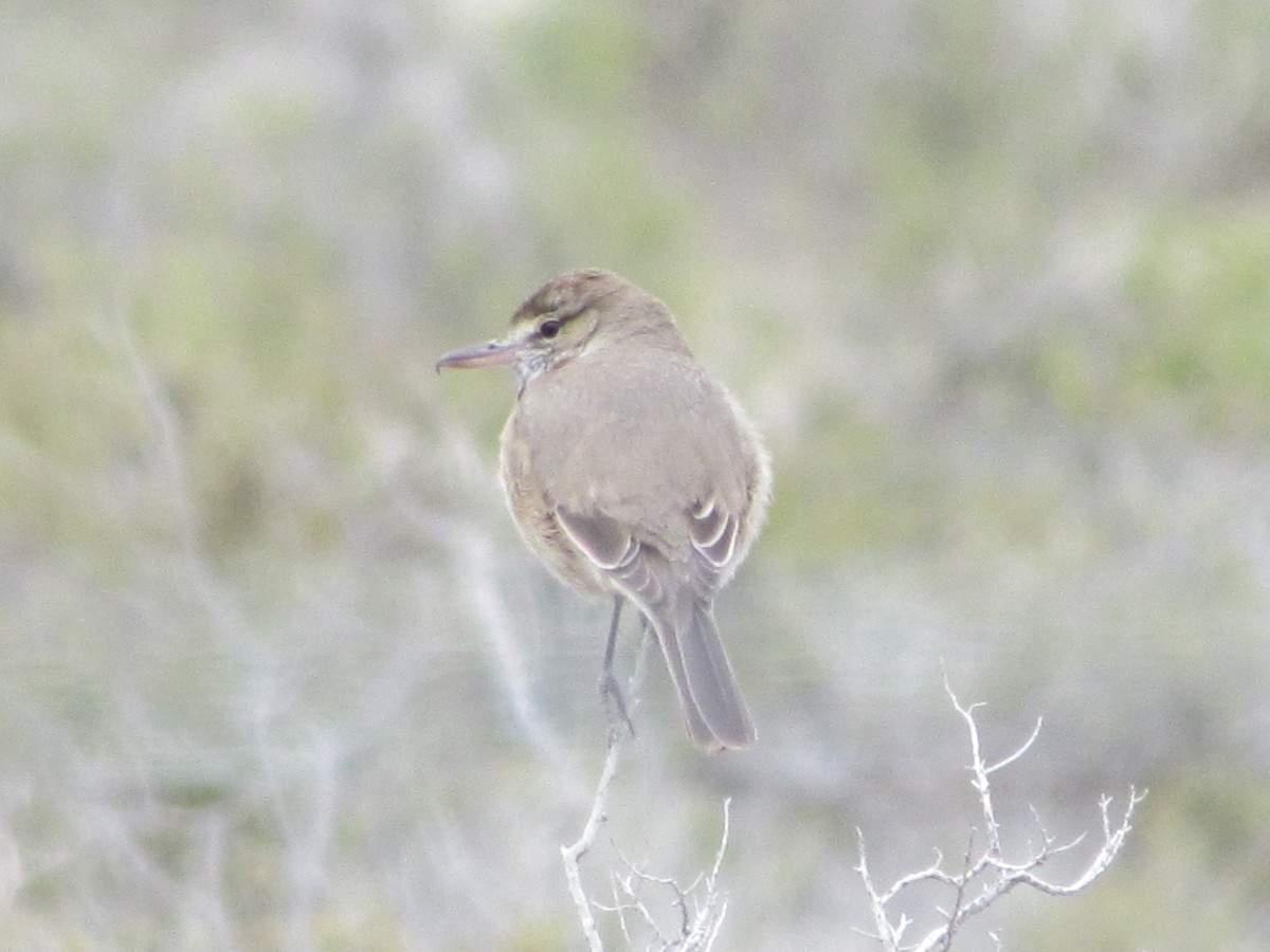 Gray-bellied Shrike-Tyrant - ML622618704