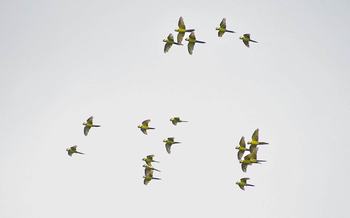 Yellow-eared Parrot - ML622618722