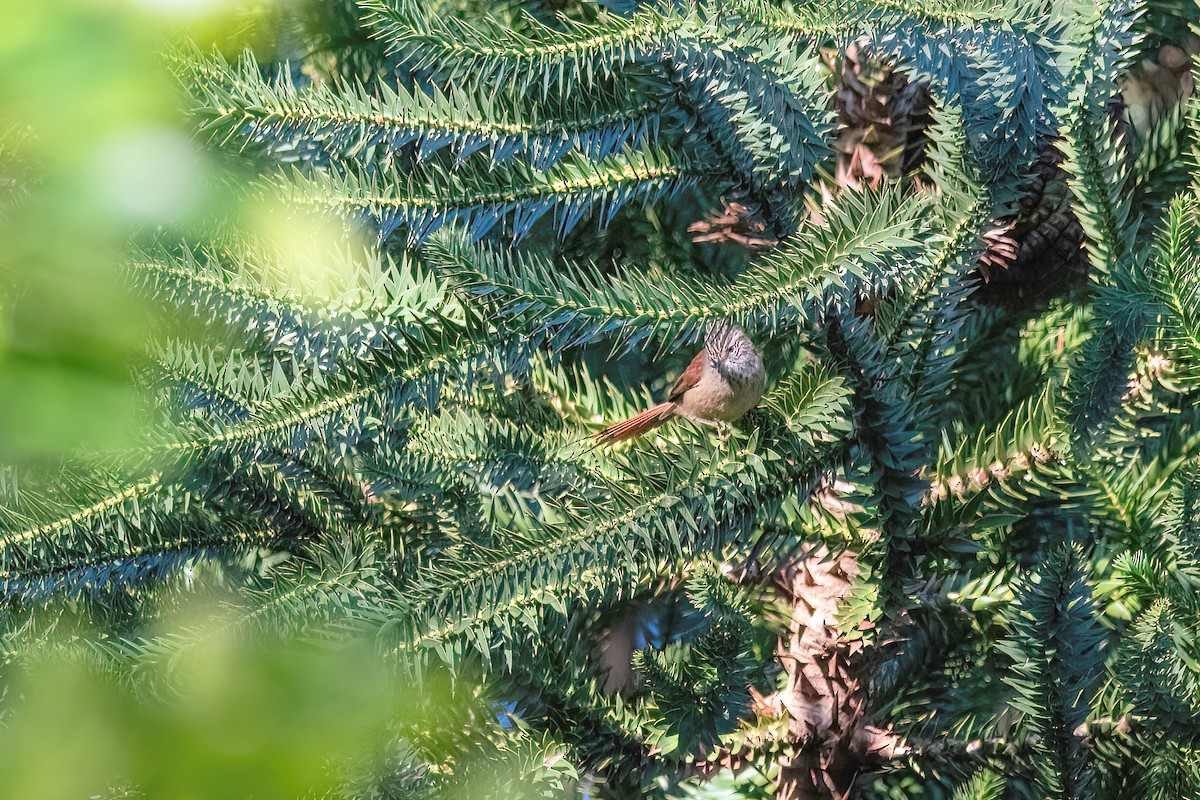 Araucaria Tit-Spinetail - ML622618732