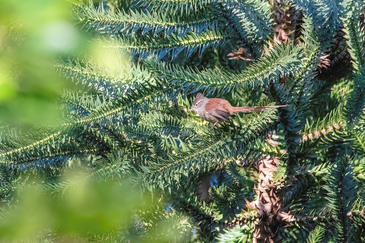 Araucaria Tit-Spinetail - ML622618733