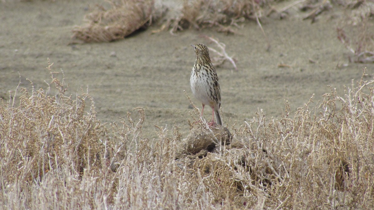 Correndera Pipit - ML622618777