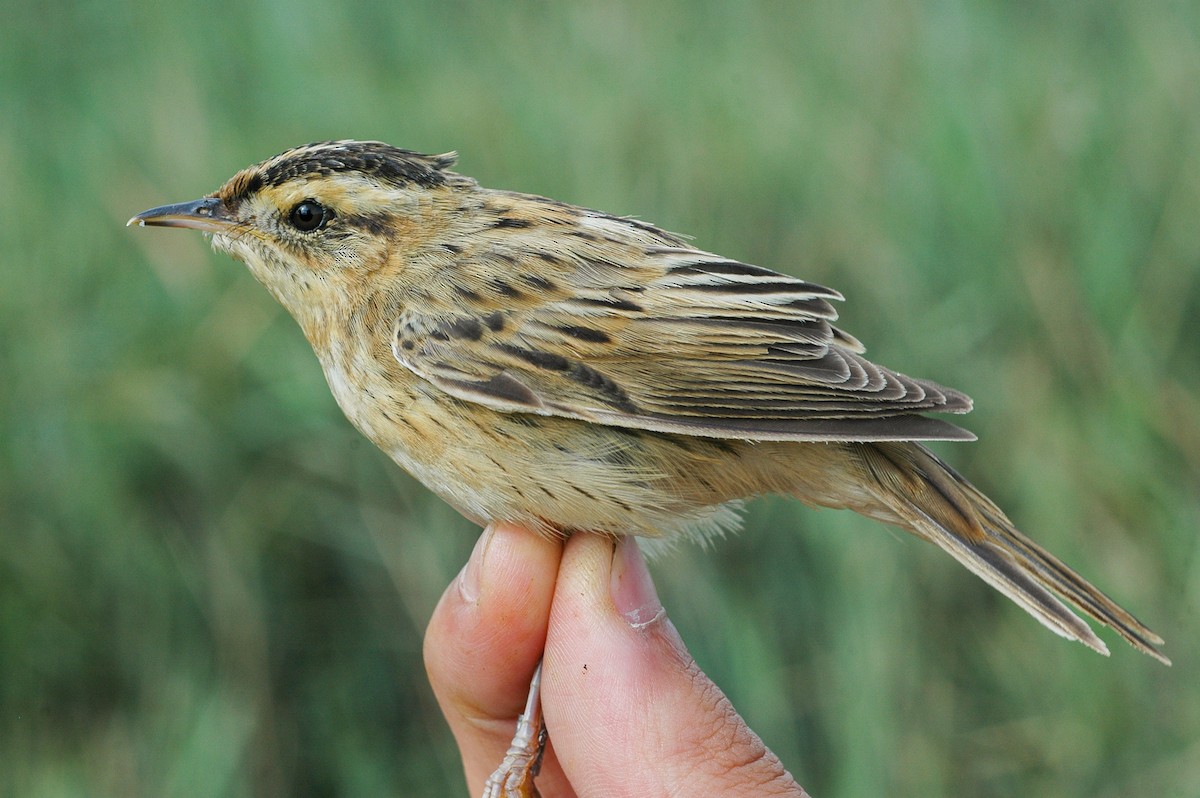 Aquatic Warbler - Peter Kennerley