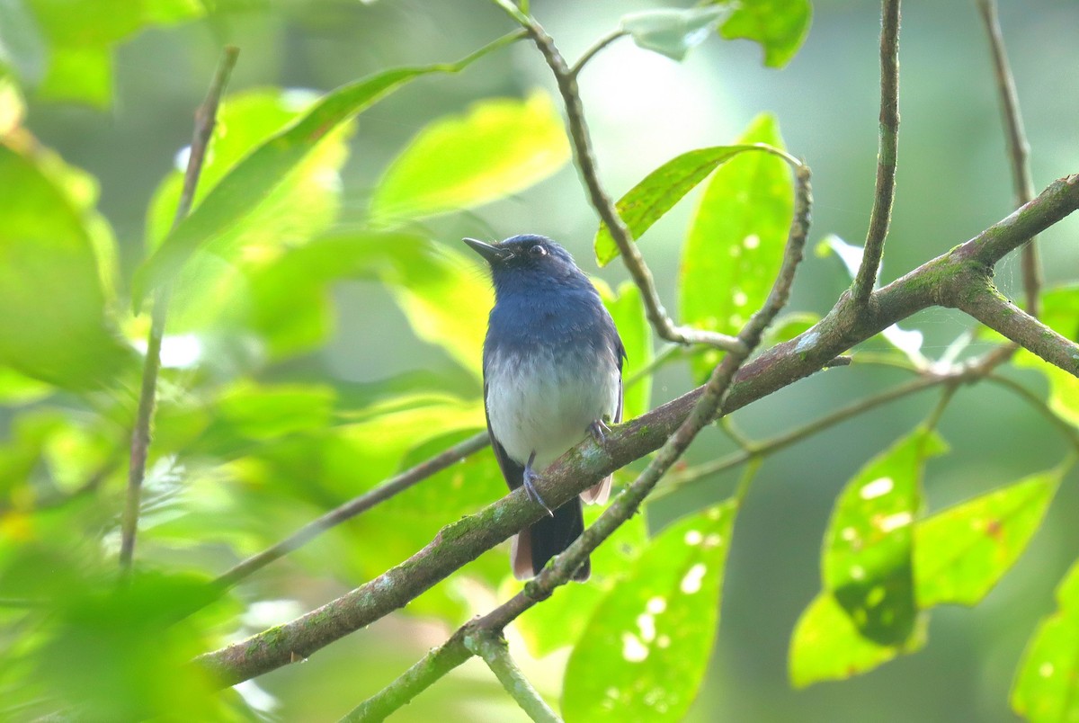 White-bellied Blue Flycatcher - ML622618789