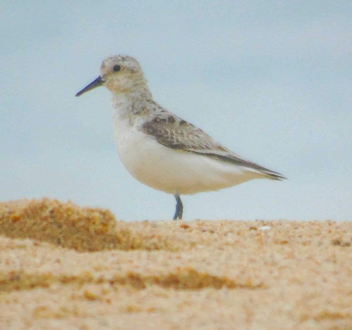 Sanderling - Nicolás Zañartu Bonnefont