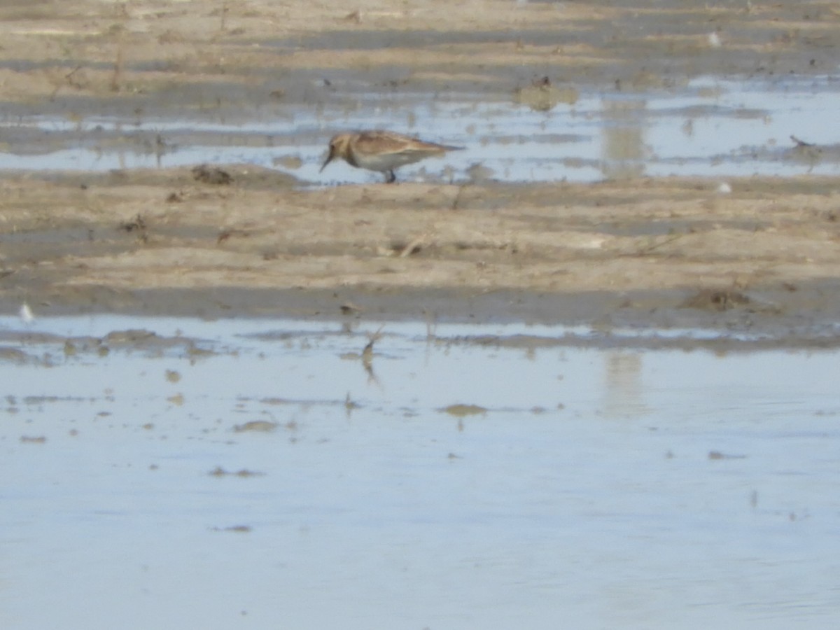 Pectoral Sandpiper - ML622618821