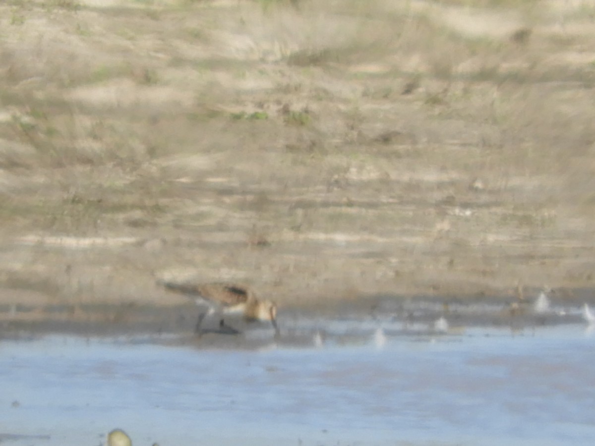 Pectoral Sandpiper - ML622618822