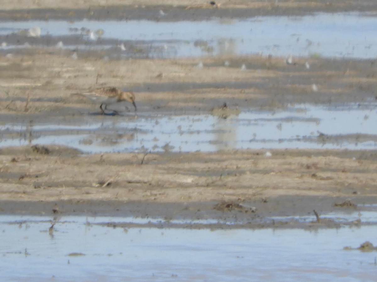 Pectoral Sandpiper - ML622618823