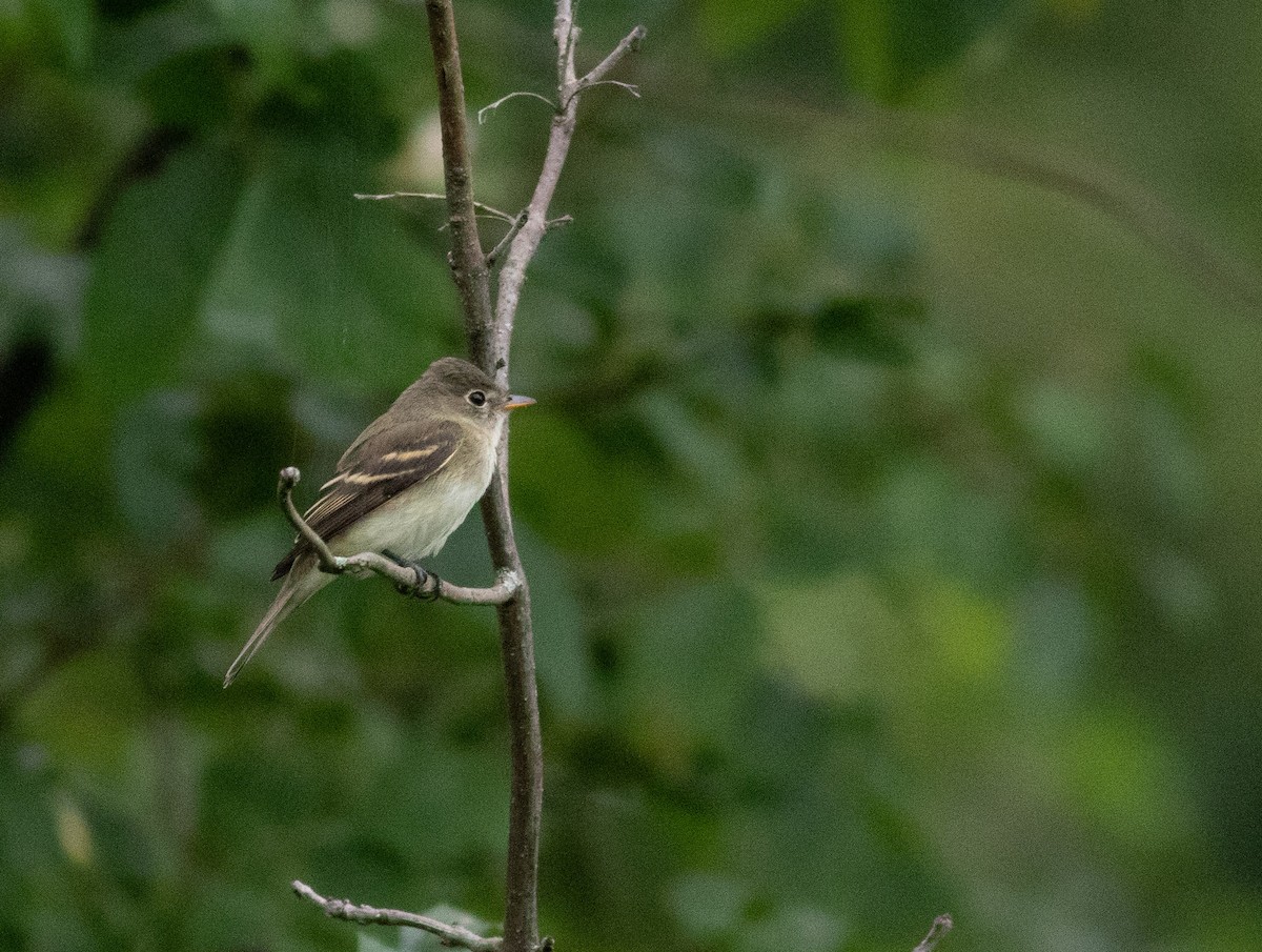 Alder/Willow Flycatcher (Traill's Flycatcher) - ML622618907