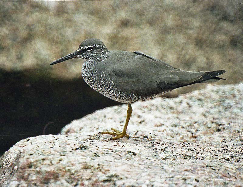 Wandering Tattler - ML62261891