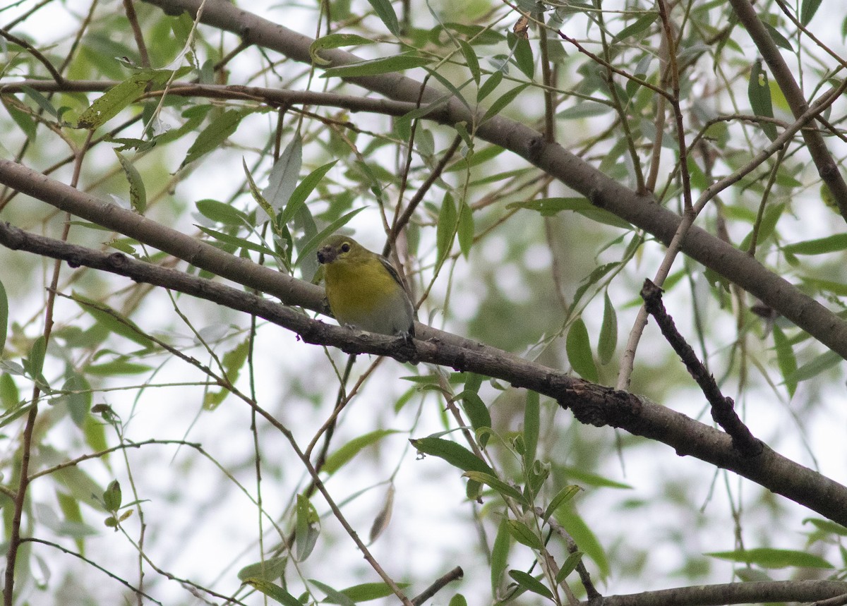 Yellow-throated Vireo - ML622618914