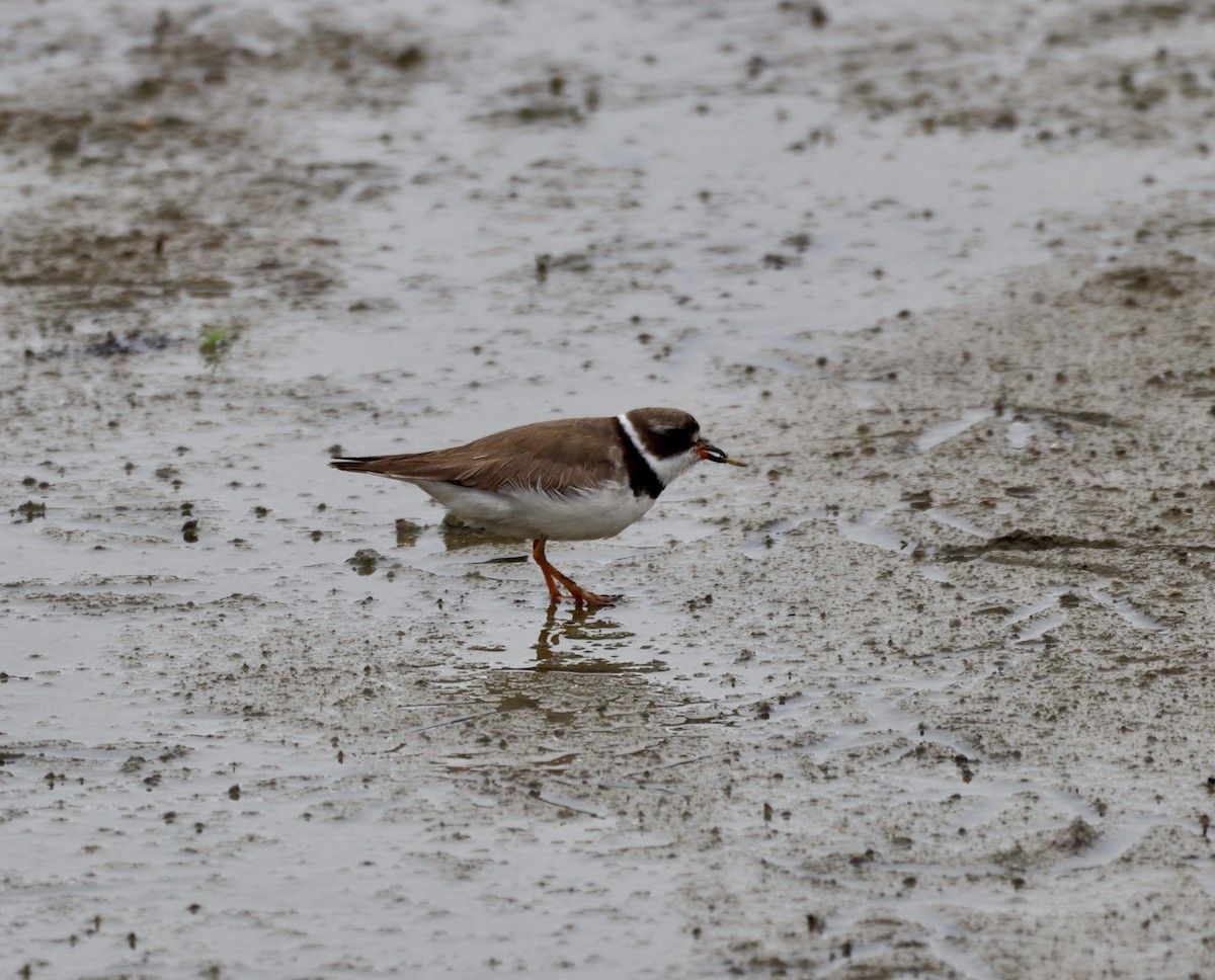 Semipalmated Plover - ML622618925