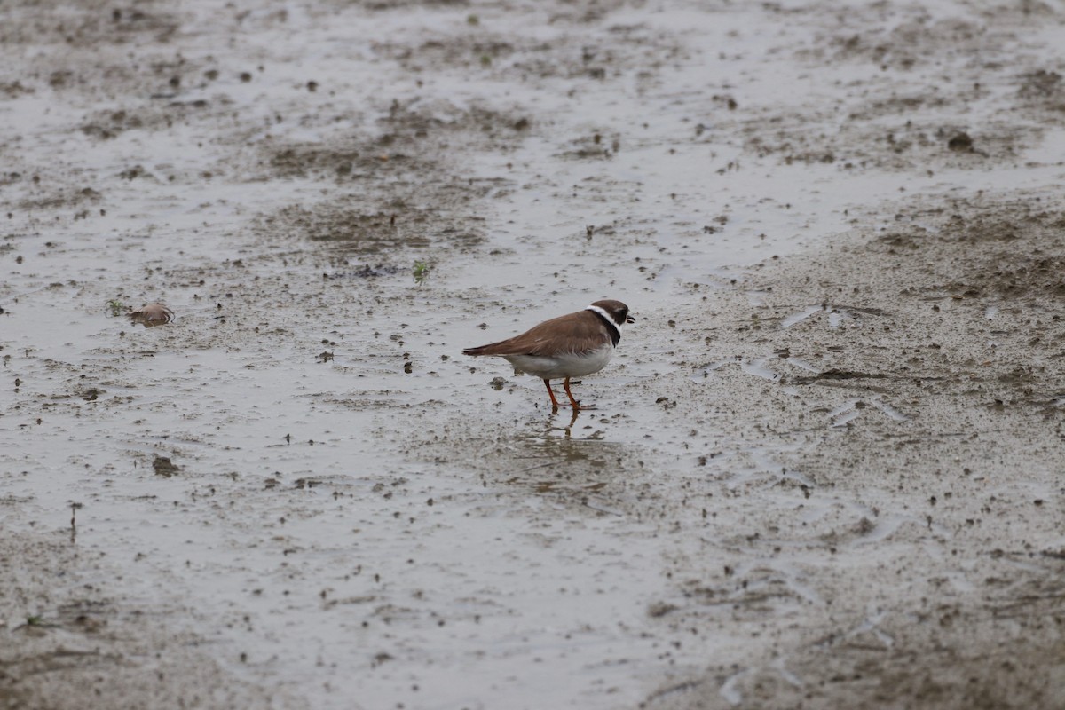 Semipalmated Plover - ML622618926