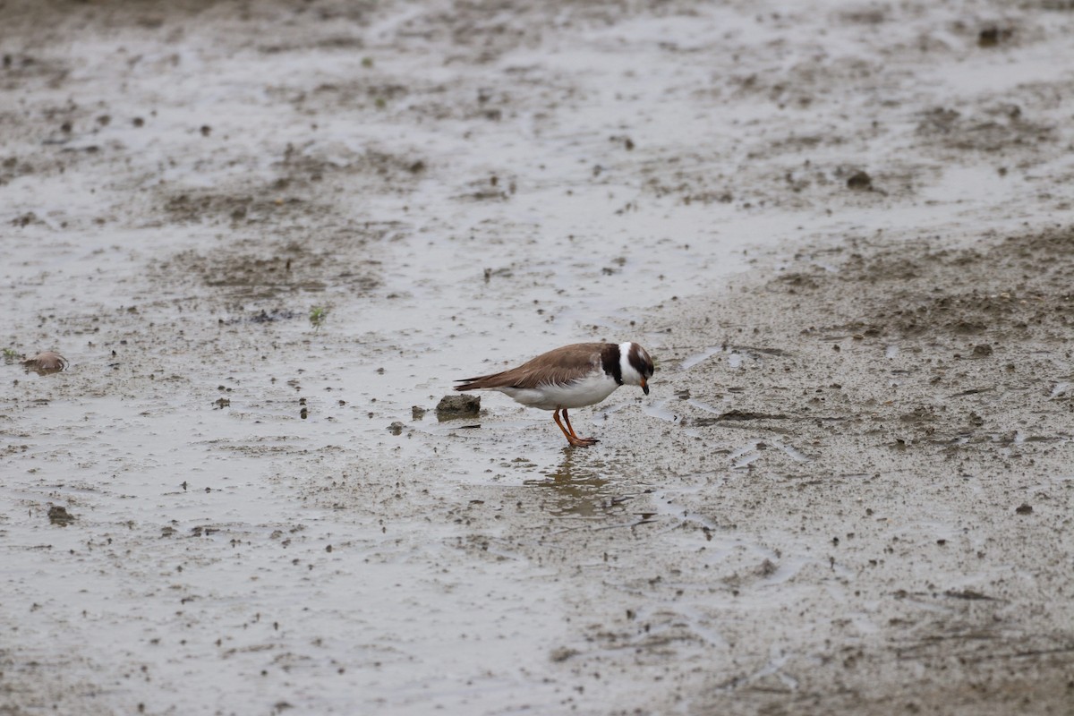 Semipalmated Plover - ML622618927