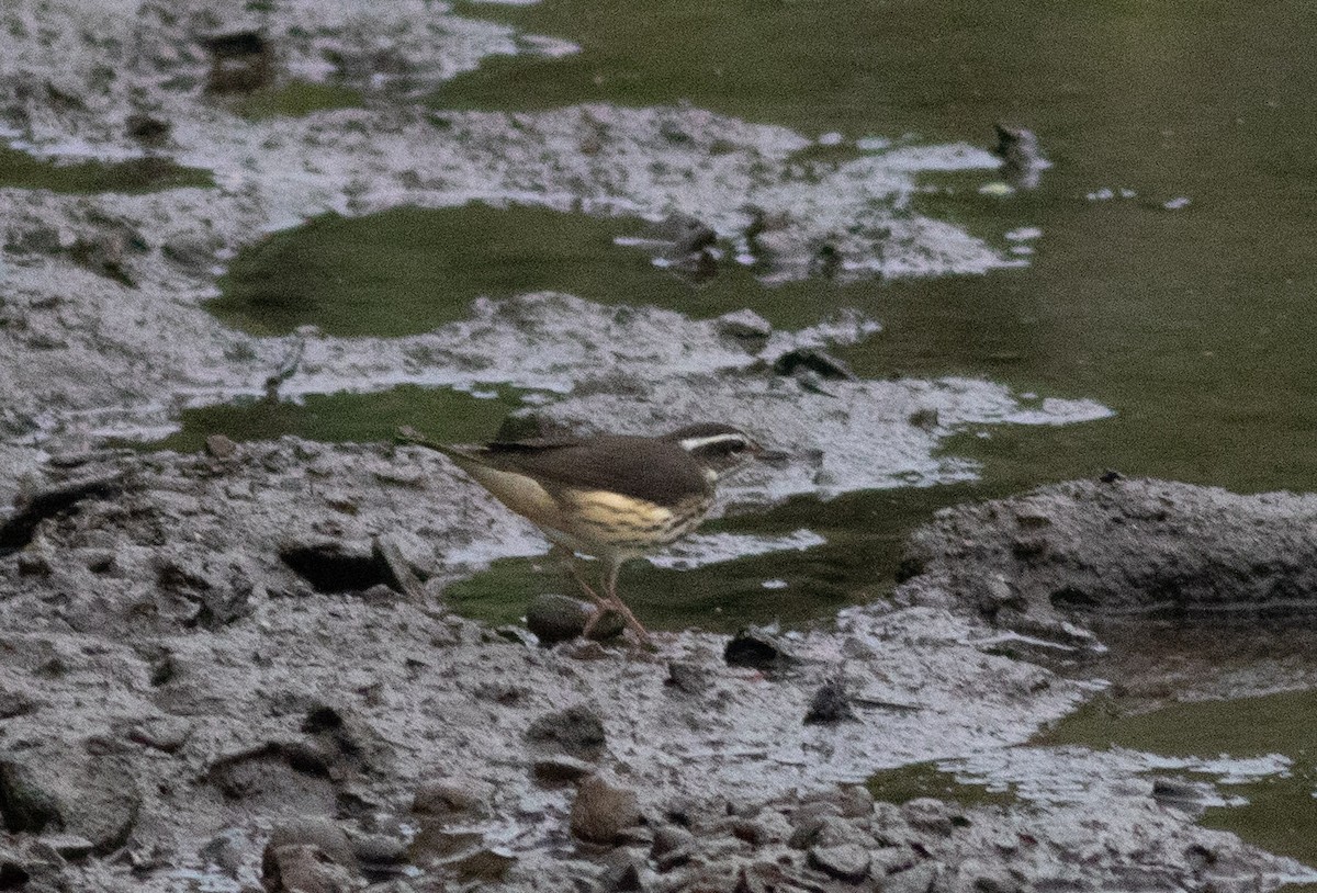Louisiana Waterthrush - ML622618928