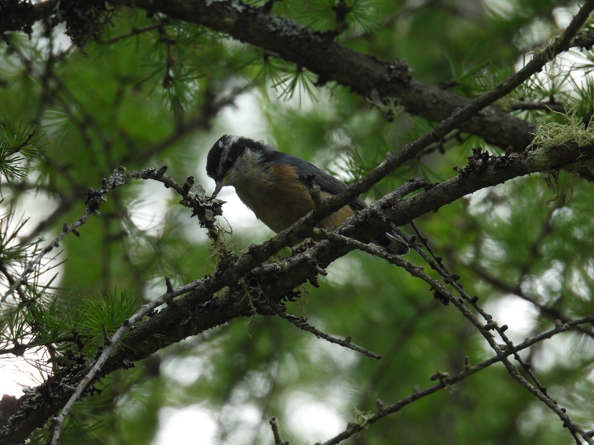 Red-breasted Nuthatch - ML622618951